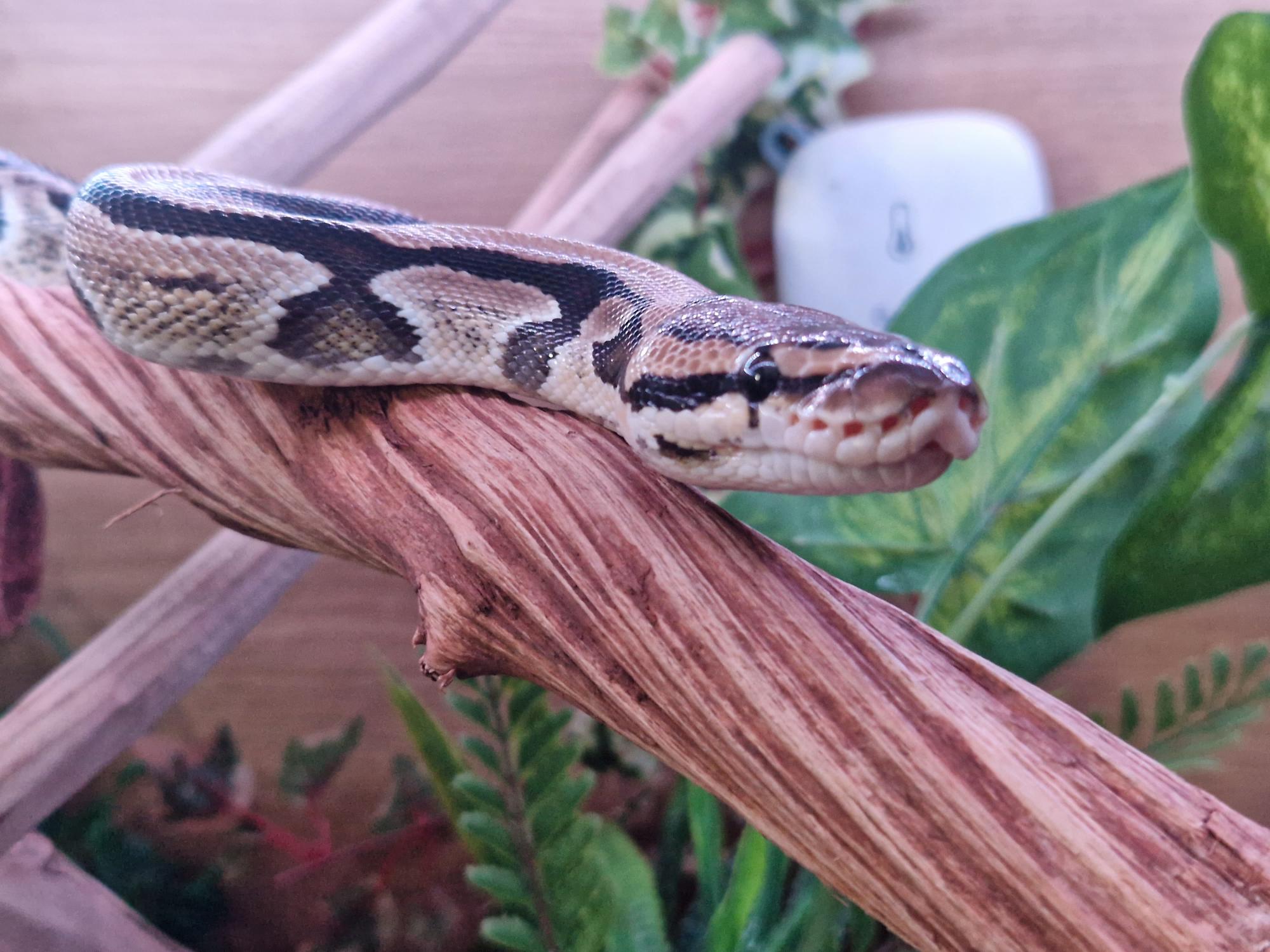 naala-reptile-facts