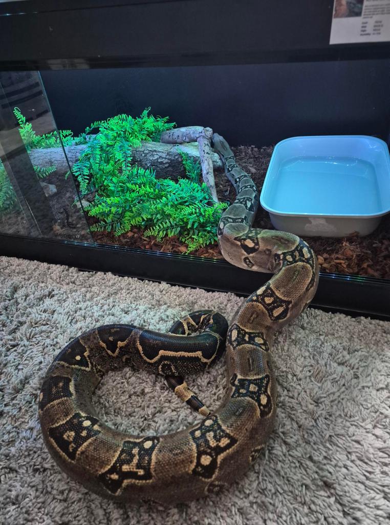 Herc going back home